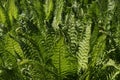 Vivid green fern leaves backlit by the sun. Royalty Free Stock Photo