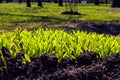 Vivid green flowers growing in a park