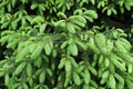 Vivid green foliage of European spruce Royalty Free Stock Photo