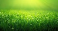 Vivid green grass and sunbeams on a lawn, close up, generative AI realistic illustration