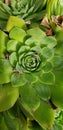 Vivid green houseleek close up