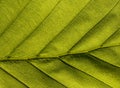 Green veiny Leaf Royalty Free Stock Photo