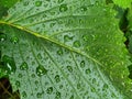 Vivid green leaf of Virginia creeper (Parthenocissus quinquefolia) sprinkled with rain. Detail