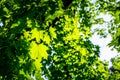 Vivid green maple leafs. Royalty Free Stock Photo