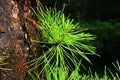 Vivid green needles of Pitch Pine coniferous tree, latin name Pinus Rigida, growing directly from wet trunk. Royalty Free Stock Photo