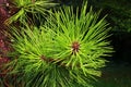 Vivid green needles of Pitch Pine coniferous tree, latin name Pinus Rigida, growing directly from wet trunk. Royalty Free Stock Photo