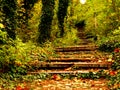 Vivid green orange yellow tree leaves. Autumn fall in the park garden. Forest and stone stairs covered with dried tree leaves.