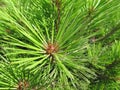 Vivid green pine tree needles