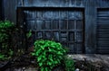 Vivid Green Plant in Front of Dilapidated Garage Door