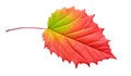 Vivid green and red autumn leaf isolated on white. Generative AI realistic illustration