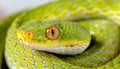 Vivid green snake close up in dense jungle environment, showcasing vibrant hues and natural habitat