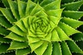 Vivid Green Spiral Aloe Plant