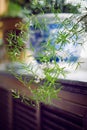 Vivid Green Spiral indoor Plant Royalty Free Stock Photo