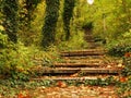 Vivid green yellow orange autumn fall in the park forest and a small path covered with dried tree leaves. Stone stairs. Royalty Free Stock Photo