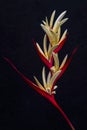 Vivid Heliconia psittacorum (Parrot Heliconia) with red and yellow flowers on a black background