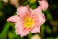 Vivid Hemerocallis Pink Playmate Daylily, Lilium or Lily plant in a British cottage style garden in a sunny summer day, beautiful