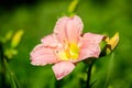 Vivid Hemerocallis Pink Playmate Daylily, Lilium or Lily plant in a British cottage style garden in a sunny summer day, beautiful