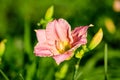 Vivid Hemerocallis Pink Playmate Daylily, Lilium or Lily plant in a British cottage style garden in a sunny summer day, beautiful