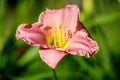 Vivid Hemerocallis Pink Playmate Daylily, Lilium or Lily plant in a British cottage style garden in a sunny summer day, beautiful