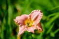 Vivid Hemerocallis Pink Playmate Daylily, Lilium or Lily plant in a British cottage style garden in a sunny summer day, beautiful