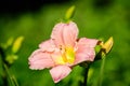 Vivid Hemerocallis Pink Playmate Daylily, Lilium or Lily plant in a British cottage style garden in a sunny summer day, beautiful