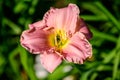 Vivid Hemerocallis Pink Playmate Daylily, Lilium or Lily plant in a British cottage style garden in a sunny summer day, beautiful