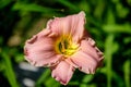 Vivid Hemerocallis Pink Playmate Daylily, Lilium or Lily plant in a British cottage style garden in a sunny summer day, beautiful