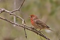 Vivid House Finch, Haemorhous mexicanus