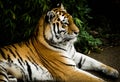 Vivid image of tiger lying down relaxing