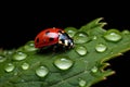 Vivid ladybug on lush leaf with raindrops Royalty Free Stock Photo