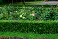 Vivid landscape in Alexandru Buia Botanical Garden from Craiova in Dolj county, Romania, with flowers, grass and large green tres