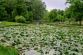 Vivid landscape in Alexandru Buia Botanical Garden from Craiova in Dolj county, Romania, with lake, waterlillies and large green