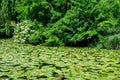 Vivid landscape in Nicolae Romaescu park from Craiova in Dolj county, Romania, with lake, waterlillies and large green tres in a