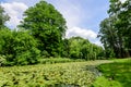 Vivid landscape in Nicolae Romaescu park from Craiova in Dolj county, Romania, with lake, waterlillies and large green tres in a