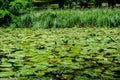 Vivid landscape in Nicolae Romaescu park from Craiova in Dolj county, Romania, with lake, waterlillies and large green tres in a