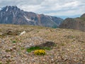 Vivid landscape with small yellow bush flowers among mosses and grasses with view to large snow mountain range in cloudy sky. High Royalty Free Stock Photo