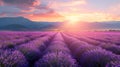 Vivid lavender fields at sunset with charming rural farmhouse in hazy summer twilight scene