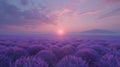 Vivid lavender fields under a serene and cloudless blue sky, a captivating sight