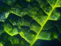 Vivid Leaf Microstructure Close-up
