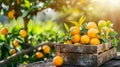 Vivid lemons in wooden crates on vintage table evoke summer freshness at the warehouse