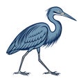Vivid Little Blue Heron Bird Vector Royalty Free Stock Photo