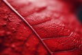 Vivid Macro leaf red. Generate Ai Royalty Free Stock Photo