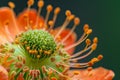 Vivid Macro Shot of Flower Stamen and Pollen