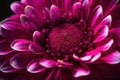A vivid macro shot of a magenta flower with its intricate petals and vibrant center illuminated. Trendy color of 2023