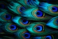 Vivid macro shots peacock feathers create a captivating background