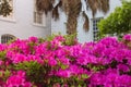 Vivid Magenta Azaleas in Spring Bloom Royalty Free Stock Photo