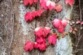 Magenta fall leafs covering concrete wall.