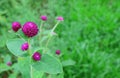 Vivid Magenta Globe Amaranth Flowers in the Vibrant Green Field Royalty Free Stock Photo