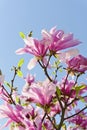 Vivid magnolia Royalty Free Stock Photo