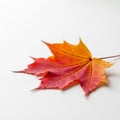A vivid maple leaf (Acer spp.) rests on a white background. The leaf displays a striking Royalty Free Stock Photo